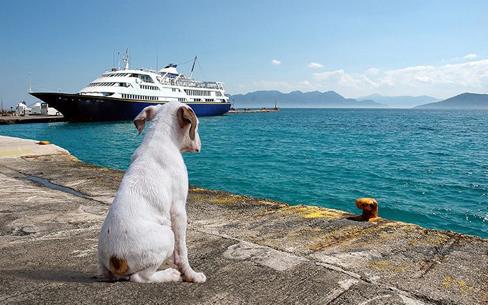 A small dog in the port of Aegina 