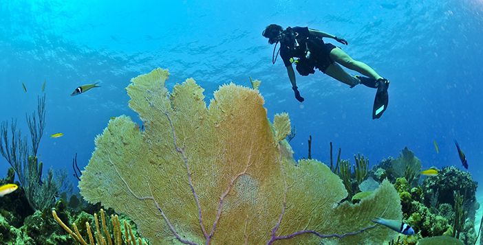 Diver in Rethymnon