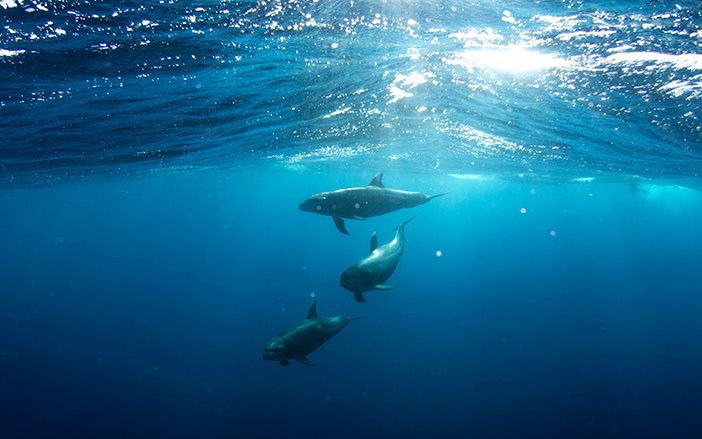Dolphins in the Aegean Sea 