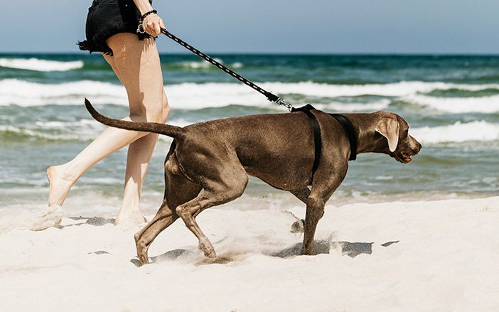 Dog with a girl in the beach